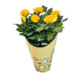 Topfrosen In Geschenktüte Penny 1 Stück