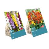 Herbstblumenzwiebeln Verschiedene Arten und Farben Lidl 1 Packung