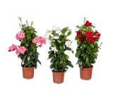 Dipladenia Pyramide versch. Blütenfarben Lidl 1 Stück
