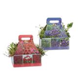 Staudenmix Verschiedene Arten und Farben Lidl 6 Stück