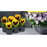 Violen versch. Sorten HOFER 6 Stück