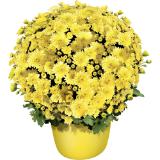 Bild von Chrysantheme Mini, Preisangabe ohne MwSt. (Preis inkl. MwSt. 3,83 €), METRO 1 Stück