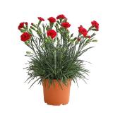 Dehner Garten-Nelke 'Devon Cottage' Topf Ø17 cm Dehner 1 Stück