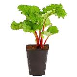 Dehner Gourmet Garten Himbeer-Rhabarber 'Frambosen', im 3-l-Topf Dehner 1 Stück