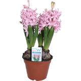 Hyazinthe ein- oder mehrfärbig, Preisangabe ohne MwSt. (Preis inkl. MwSt. 3,72 €), METRO 1 Stück