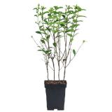 Dehner Liguster 'Atrovirens' Dehner 1 Stück