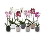 Orchidee Multiflora versch. Blüten- und Topffarben HOFER 1 Stück