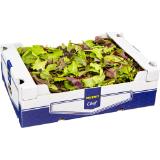Promotion Bild von Metro Chef Wildkräutersalat, Preisangabe ohne MwSt. (Preis inkl. MwSt. 5,49 €), METRO 500 Gramm 1 Packung