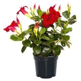 Plantiflor Dipladenia „Sundaville“, Topf-Ø 10,5 cm 469361 HELLWEG 1 Stück