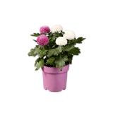 Chrysantheme “Flowerpops” Muttertag Lidl 1 Stück