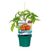 Plantiflor veredeltes Vitalgemüse versch. Sorten 702551 HELLWEG 1 Stück