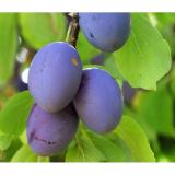 Dehner Säulenzwetschge Dehner 1 Stück