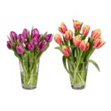 Tulpen Papageien Lidl 10 Stück