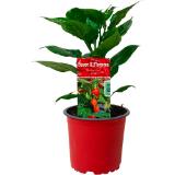 Chili-Pflanzen versch. Sorten, Preisangabe ohne MwSt. (Preis inkl. MwSt. 4,51 €), METRO 1 Stück