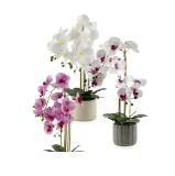 Home Creation Naturgetreue Orchidee versch. Modelle HOFER 1 Stück