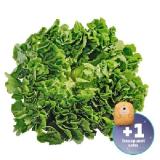 Promotion Bild von Endiviensalat Penny 1 Stück