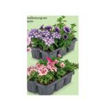 Beet- und Balkon-Blütenfeuerwerk HOFER 6 Stück