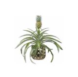 Zier-Ananas in Keramik Lidl APP Preis 1 Stück