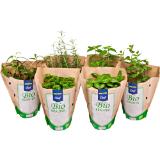 METRO Chef Bio BIO Kräutertöpfe div. Sorten, Preisangabe ohne MwSt. (Preis inkl. MwSt. 3,29 €), METRO 1 Stück