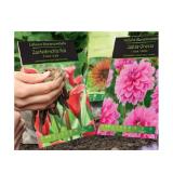 Blumenzwiebeln Grosspackung Sommerblüher versch. Sorten HOFER 1 Packung