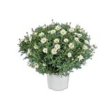 Margeritenbusch Lidl 1 Stück