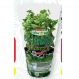 Promotion Bild von Spar Natur pur Bio-Koriander im Topf SPAR Gourmet 1 Stück