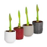 Amaryllis verschiedenen Topf- und Blütenfarben HOFER 1 Stück