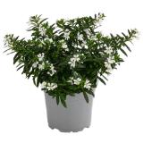 Dehner Köcherblümchen versch. Farben Dehner 1 Stück