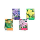 Winterharte Staudenknollen versch. Arten und Farben Lidl 1 Stück