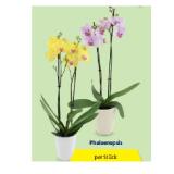 Indoor-Blühpflanzen Phalaenopsis HOFER 1 Stück