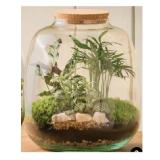 Flaschengarten kleines Ökosystem für Zuhause Dehner 1 Stück