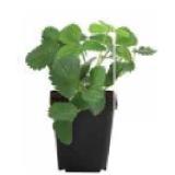 Dehner Bio Bio Erdbeeren Dehner 1 Stück