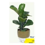 Promotion Bild von Afrika-Grünpflanze Ficus ‘Bambino‘ HOFER 1 Stück