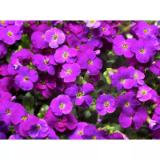 Stauden versch. Sorten 567387 HELLWEG 1 Stück