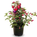 Balkon-/Terrassenpflanze versch. Sorten HOFER 1 Stück