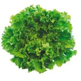 Spar Natur pur frischer Bio-Gentilina EUROSPAR 1 Stück