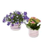 Blühpflanze Mini in Keramik Kalanchoe oder Campanula Lidl APP Preis 1 Stück