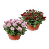 Chrysanthemenschale Verschiedene Blütenfarben Lidl 1 Stück