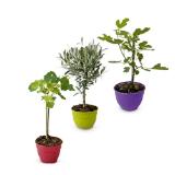 Fruchtgehölze Schalen verschiedenen Sorten HOFER 1 Stück