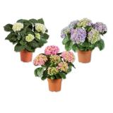 Ballhortensie versch. Blütenfarben Lidl 1 Stück