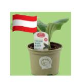 Zurück zum Ursprung Bio-Fruchtgemüsepflanze versch. Sorten HOFER 1 Stück