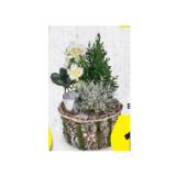 Schneerose in Baumrinde Gefäß HOFER 1 Stück