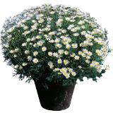 Margeriten Busch, Preisangabe ohne MwSt. (Preis inkl. MwSt. 7,56 €), METRO 1 Stück