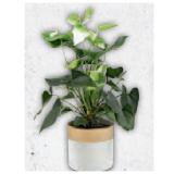 Zimmerpflanze in Weihnachtlicher Keramik Anthurie HOFER 1 Stück