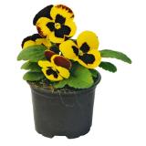 Plantiflor Stiefmütterchen oder Hornveilchen 344499 HELLWEG 1 Stück