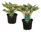 Hosta Verschiedene Blattfarben Lidl 1 Stück