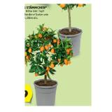 Mediterranes Stämmchen versch. Sorten HOFER 1 Stück