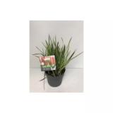 Bild von Plantiflor Japanisches Blutgras 547824 HELLWEG 1 Stück