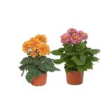 Dahlie Lidl 1 Stück