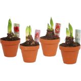 Amaryllis, Preisangabe ohne MwSt. (Preis inkl. MwSt. 5,41 €), METRO 1 Stück